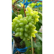 anggur impot variety HELIODOR (sangat genjah berbuah lebat)/anak pokok anggur
