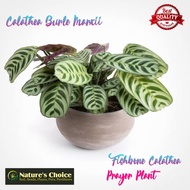 Calathea 'Burle Marxii' (Fishbone Calathea) - FREE garden soil, plastic pot and marble chip pebbles
