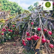 Cây Giống Nhãn Tím Sóc Trăng Đẹp-Lạ Có Video- Freeship 20k đơn từ 49k