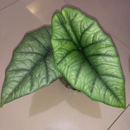 RAWATAN ALOCASIA BISMA | KHAS KALIMANTAN BARAT