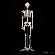 Teaching Skull Model Supply Human Body Model Teaching Model 180cm Medical Bones Bones Detachable 1E4