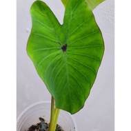 Colocasia Black Widow