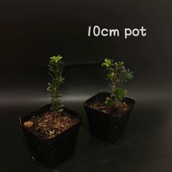 Podocarpus black Pearl黑珍珠罗汉松 (盆栽/bonsai plant/live plant/outdoor plant）