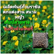 เมล็ดพันธุ์ถั่วบราซิล บรรจุ 50 เมล็ด ตกแต่งสนามหญ้า พืชคลุมดินพืชบำรุงดิน ให้ดอกสีเหลืองสวยงาม