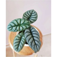 Tanaman Hias Alocasia - Alocasia Dragon - Alocasia Silver - Dragon