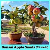 [Easy To Grow In The Philippines] 35 Seeds Edible Apple Tree Seeds Sweet Fruit Seeds for Planting Fruit Plants Seeds Apple Live Plants for Sale Real Plants Bonsai Tree Live Plant Dwarf Fruit Tree Plants Seedlings Fruit Trees Flower Seeds Vegetables Seeds