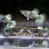 Guppy Langka Metal Green Dragon Grade A