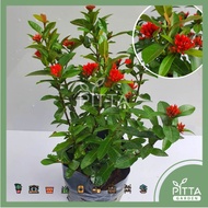 Ixora Sunkist/Orange Plant (PTP0170) RANDOM COLOR