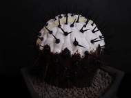 黑王丸(綴化)/仿生植物/塊根/居家擺飾/水泥飾品