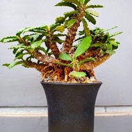 EUPHORBIA DECARYI. SIZE DEWASA.