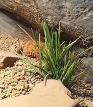 棘皮瘤尾守宮壓縮檔