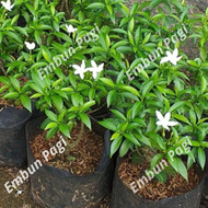 murah bibit bunga Rombusa Mini HIjau Bibit Rombusa Mini bibit Rombusa Hijau bunga Rombusa Hijau tana