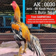 telor ayam bangkok ekor lidi wiring kuning LHK super fertil