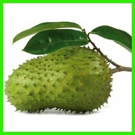 ✑  ▧ Guyabano Soursop Seeds 10seeds