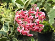 Pokok bunga ixora / siantan / jejarum madagascar ixora (wangi) ixora nigricans frozen star dll