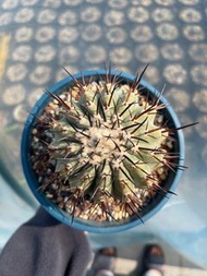 Copiapoa cinerea 黑王丸 9cm 實生(多肉植物，塊根植物，球根植物，盆栽，植物，龍舌蘭，大型多肉植物，仙人掌，仙人球，仙人頭，石化，綴，菊水，海鮮，玉露，哥師拉，室內外，戶外，夠光)