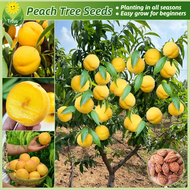 เม็ดพันธุ์ ลูกพีช เมล็ดพีช บรรจุ 5เมล็ด Sweet Peach Tree Seeds Fruit Seed ผลไม้เขตร้อน บอนสี เมล็ดผลไม้ ต้นไม้ผลกินได้ พันธุ์ไม้ผล บอนไซ ต้นไม้ ต้นบอนสี เมล็ดบอนสี ต้นผลไม้ ต้นไม้บอนไซ ต้นไม้แคระ ต้นไม้จริง ผลไม้อร่อย ปลูกง่าย คุณภาพดี ราคาถูก ของแท้ 100%