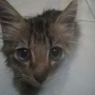 kucing kitten anggora