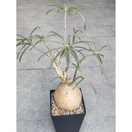 索马利亚沙漠玫瑰 Adenium somalense