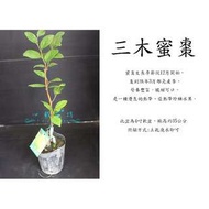 心栽花坊-三木蜜棗/4吋/棗子/水果苗/售價150特價120