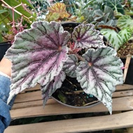 begonia rex silver