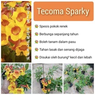 Tecoma Sparky Hibrid