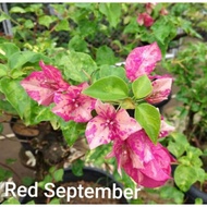 Bunga Bougenville Red September Id Import FLORIS STOREE