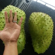 Baja Pokok Durian Belanda Fertilizer For Soursop Plant ⭐️⭐️⭐️⭐️⭐️