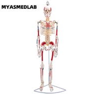 85cm Human Skeleton Model, Full Body Skeleton Human Model, Adult Small Skull Teaching Spine Model