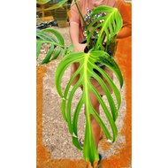Monstera  burle marx flame (s)💚