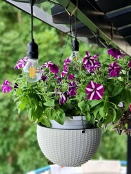 [SG Seller] Hanging Self Watering Flower Pot Vines Braided Pattern Planter with 3 Metal Chains Bottom Base Water Separated Board Balcony Garden Plant Hanger Basket Home Decoration - Stock in SG