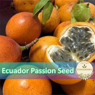 15pcs Seeds Ecuador Orange Passion Fruit Rare Import Biji Benih Manis Ekuador Mahkisa 南美洲百香果种子