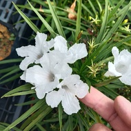 Pokok Bunga RUELLIA PUTIH  / pokok dalam polybag