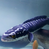 Hiasan Aquarium Ikan Channa Toman Big Size Ikan Hias Ikan Predator