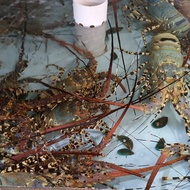 sale Lobster hidup mutiara berkualitas