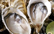 【馬祖生蠔季！預購極鮮大生蠔3kg】活體低溫產地直送！