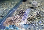 【Sus Aquatic】L037 WABENMUSTER HONEYCOMB PLECO  - 蜂巢骑士异形 【6 ~ 8cm】