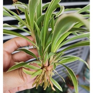 Spider Plant 吊兰 ( White Border Green Middle )