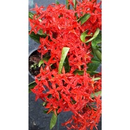 ANOR - Ixora Super King Red Plant/ Anak pokok ixora Merah super king