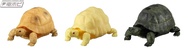 BANDAI tortoise Dango Mushi 立體百科事典 原色爬蟲類圖鑑 烏龜 陸龜 海龜骨格構造再現扭蛋Part 2 3種