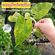 บอนหูช้างด่างเหลือง Alocasia gageana aurea variegated