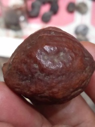 muncang aDu mayit sidukun/Mayit jalim jawa ori yanti 4G super nyonyo