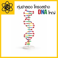 Large DNA/Biology Structure Model Biology