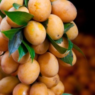 Loquat Seed Loquat Tree Seed Loquat Seed Fruit Tree Seed Big Five Star Pipa Fruit Tree Seed
