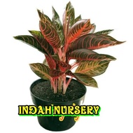 Bibit Bunga Aglaonema Red Sumatra