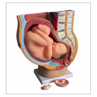 Pregnancy Teaching Life Size Baby Fetus Foetus Model Embryonic Anatomy