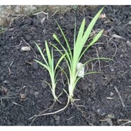 ANAK POKOK PANDAN/ANAK POKOK DAUN PANDAN