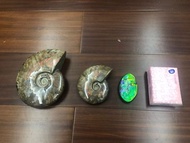 非洲 斑彩螺 加拿大 斑彩石 天然化石