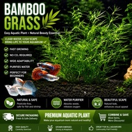 Bamboo Grass Live Aquarium Plant Freshwater Aquatic Plant Fish Tank Oxygen Plant Easy Grow Aquascape