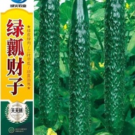 Green Stuffed Cucumber Seeds One Leaf One Melon Vegetable Garden Farm Growing Cucumber Seeds Full Co